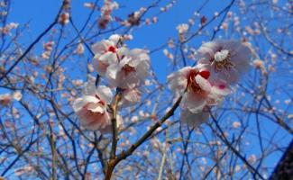 花の香りに癒される～