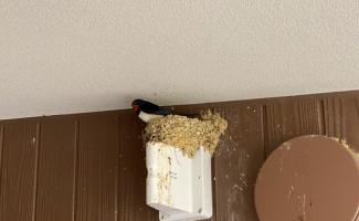 ツバメさん、こんにちわ！