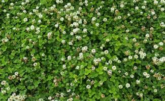 シロツメ草🍀