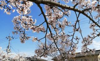桜が咲いていました🌸