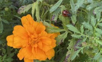 🐞こんにちわ🐞
