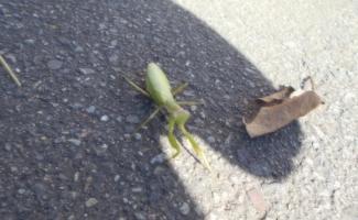突然、カマキリの出現！！