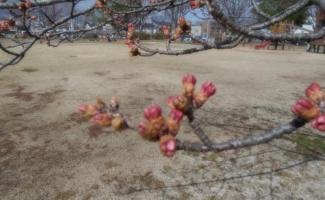 桜の開花が近いですね♪