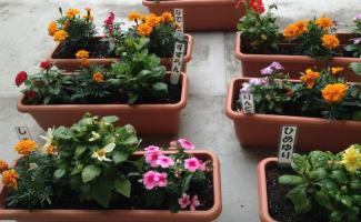 とても素敵なお花ですね( *´艸｀)