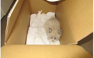 ねこ