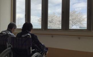 綺麗な桜ですね。