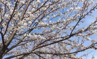 令和5年度の桜で～す🌸