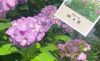 梅雨は紫陽花がきれいですね。