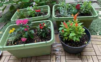 寄せ植え完成！
