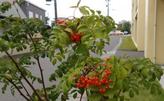 鮮やかなナナカマドの実