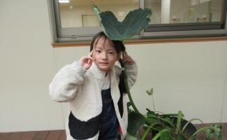 葉っぱこんなにおおきいよ