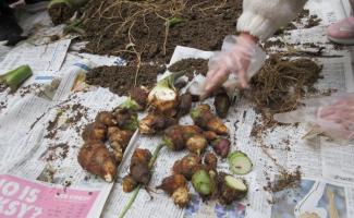 たくさんとれました。