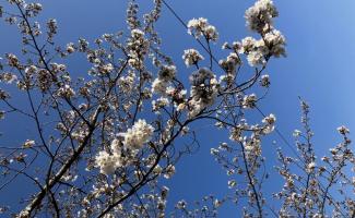 さくらが綺麗です🌸